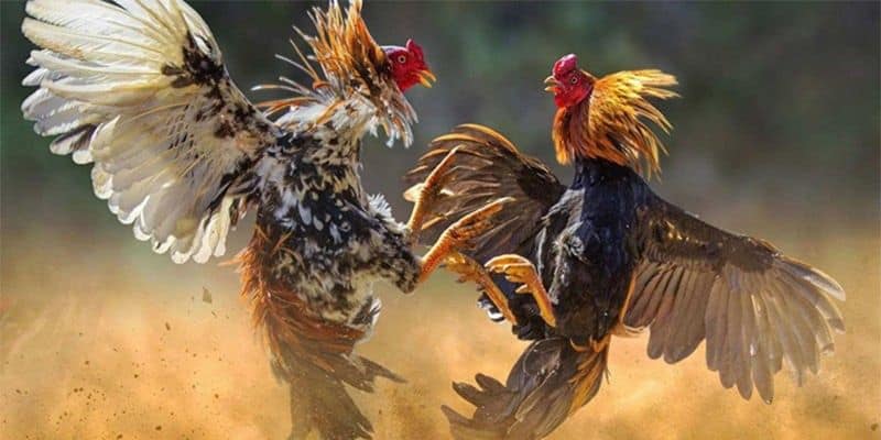 Jun88 - Đá Gà 247 – Lựa Chọn Hàng Đầu Cho Kê Thủ Đá gà 247 là gì? Giới thiệu tổng quan về đá gà trực tiếp 247