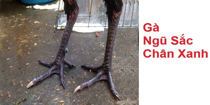 Gà Ngũ Sắc Chân Xanh - Tìm Hiểu Về Dòng Gà Quý Hiếm Giới thiệu về gà ngũ sắc chân xanh